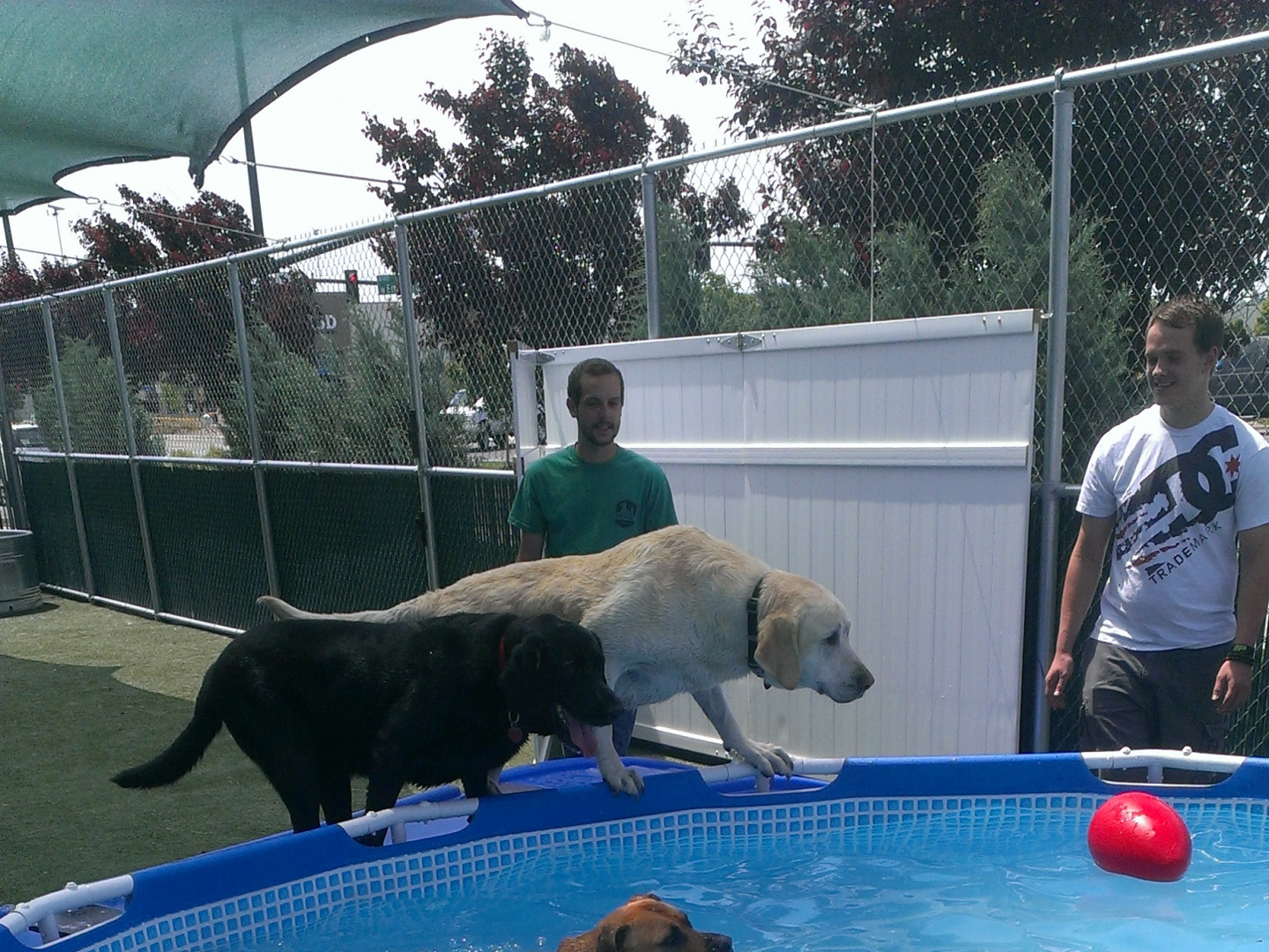 doggie day care boise id